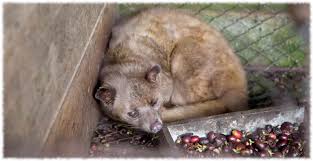 What are the most expensive coffees in the world in 2021? Kopi Luwak Most Expensive Coffee From Poop Of Animal That Eats Coffee Beans