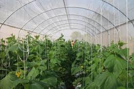 Image result for greenhouse