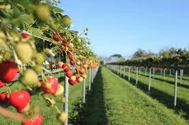 13 best strawberry picking locations in