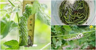 Tomato Hornworms How To Control
