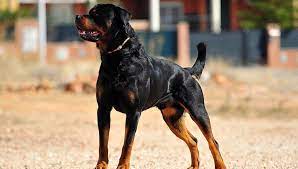 rottweiler dog breed profile guide