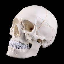life size human skull model anatomical