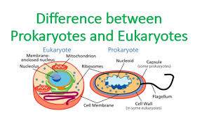 These include mitochondria, chloroplasts, lysosomes, peroxisomes, vacuoles , and vesicles. Difference Between Prokaryotes And Eukaryotes Microbiology Notes