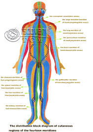 All Meridian Channels In Body Acupuncture Human Body