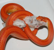 All About Corn Snakes
