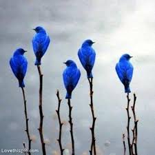 Image result for birds blue