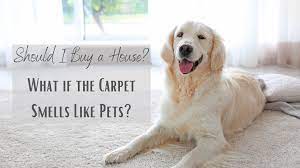 house if the carpet smells like pets