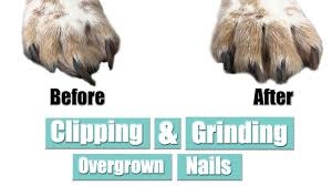 clipping grinding overgrown nails