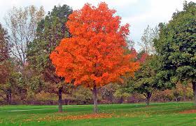 Image result for sugar maple tree