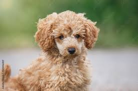 red toy poodle puppy stock foto adobe