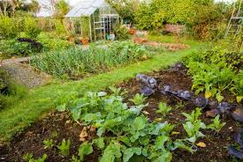 Best Vegetables For Your Garden