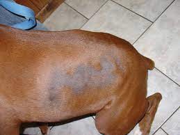 hair loss common in dogs