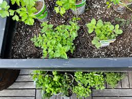 How To Plant The Perfect Herb Garden