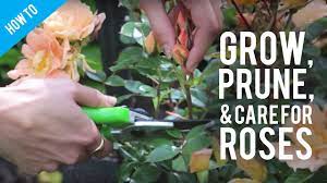 grow prune care for a rose bush