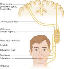 examination of the motor cranial nerves