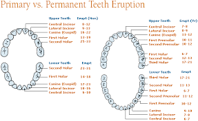 Permanent Teeth Eruption Differences Between Primary Teeth