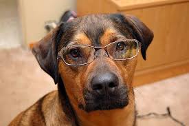 Image result for pet dog named Buhari