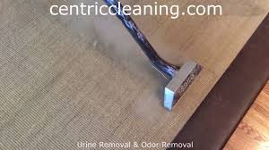 rug cleaning lexington ky oriental