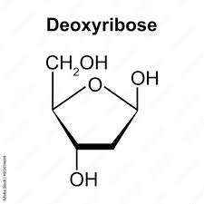 chemical structure of deoxyribose sugar