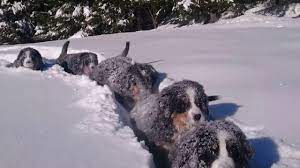 They do need exercise but will rarely stray very far from their owners. Time For Fun In The Snow Puppies Bernese Mountain Dog 12 Weeks Youtube
