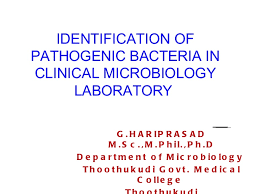 Identification Of Bacteria Bacterial Identification Lab