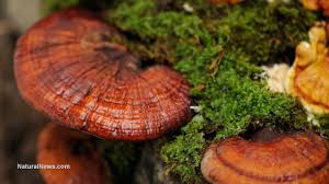 Hasil gambar untuk reishi mushrooms images