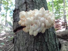 「lions mane」の画像検索結果