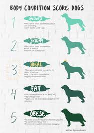 Gaia Veterinary Centre Is Your Dog Overweight