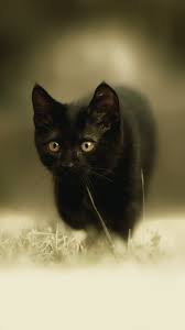 Black Kitten Android Mobile Wallpaper