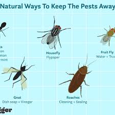 Peppermint essential oil works similarly to vinegar to get rid of ants because it covers the pheromone trails. Natural Ways To Get Rid Of Insects In Your Home
