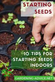 When to plant starter seeds? 10 Tips For Starting Vegetable Seeds Indoors Starting Seeds Indoors Starting Vegetable Seeds Growing Vegetables