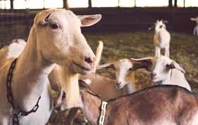 7 Steps To Start Goat Farming Business For Profit Farming