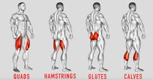 These muscles provide posture and stability to the body by holding the vertebral column erect and adjusting the position of the body to maintain balance. Lower Body Leg Workout Exercises And Routines For The Gym