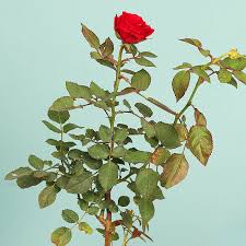 send red rose plant rs