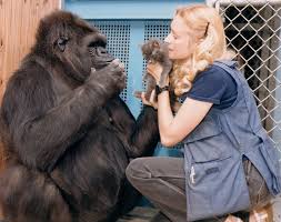 Image result for koko the gorilla
