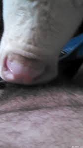 Dude gets a nice blowjob from a very seductive cow