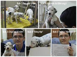 Chó - - Tùng Lộc Pet - Nhận phối giống chó Đốm, nhận đặt và bán chó Đốm con  (Hà Nội) | 5giay
