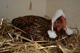 Image result for chicken hats