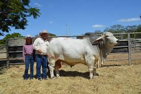 But these humped brahman cattle are here for a reason: Brahmans In High Demand At Wilangi North Queensland Register Queensland