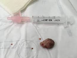 Krwawienia z pochwy u niesterylizowanych samic - OGONEK Specjalistyczna  przychodnia weterynaryjna dla małych ssaków
