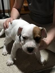 Qr code link to this post. Litter Of 9 American Bulldog Mix Puppies For Sale In Defuniak Springs Fl Adn 71088 On Puppyfin American Bulldog Mix American Bulldog American Bulldog Puppies