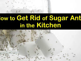 get rid of sugar ants in the kitchen