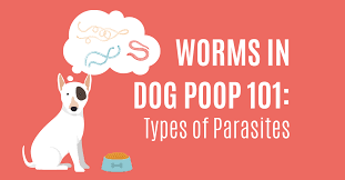 finding worms in dog check out