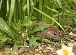 get rid of rats in your yard