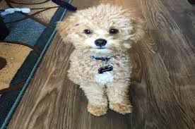 Maltipoo 30 Facts About The Most Adorable Designer Dog Breed
