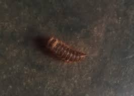 brown striped worm found in sofa is a