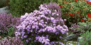 Growing to less than 12 inches tall, heather blooms throughout the summer and early fall. 20 Popular Flowering Shrubs Best Blooming Bushes For The Garden