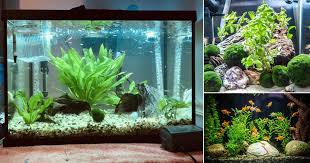 15 creative fish tank with plants ideas