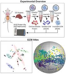 Atlas Of Extracellular Matrix Proteins