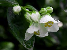 white flower beautiful flower drops